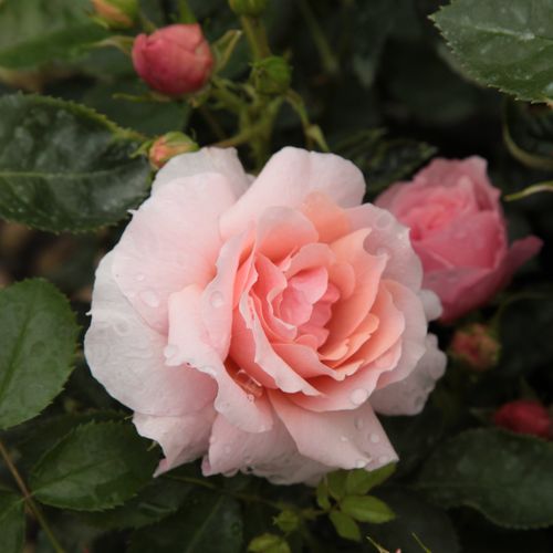 Rosa Chewgentpeach - rosa - floribunda-grandiflora rosen